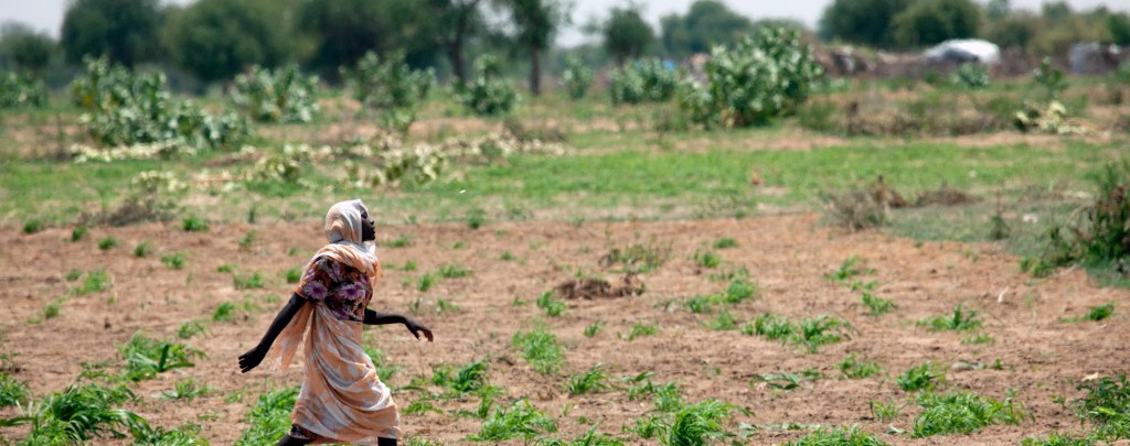 Farming during the rainy season in Gereida (South Darfur)